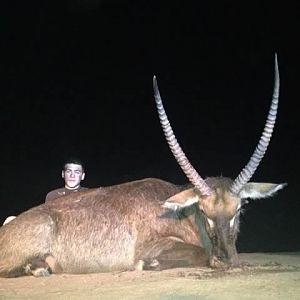 Hunting Waterbuck in South Africa