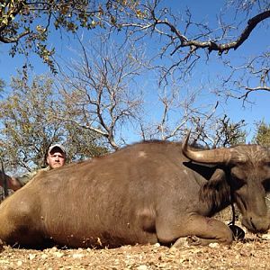 Hunting Buffalo Cow in South Africa