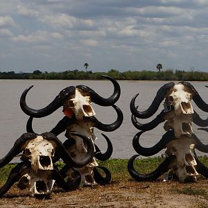 Buffalo for one season - Selous Hunt