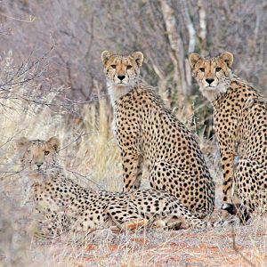 3 Cheetah Stunners!