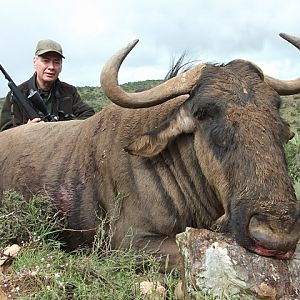 Blue Wildebeest Hunting in South Africa