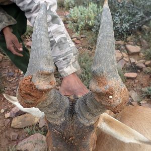 Red Hartebeest Hunting in South Africa