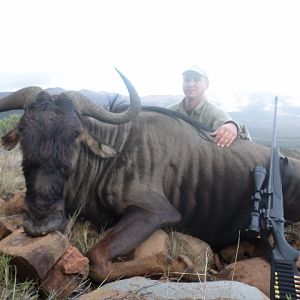 Blue Wildebeest Hunting in South Africa