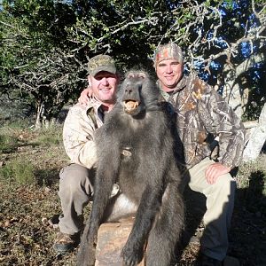 South Africa Baboon Hunt