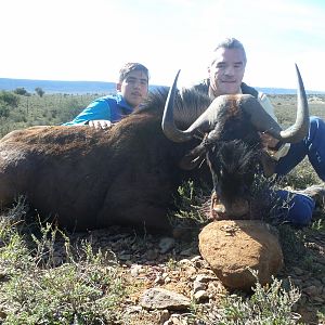 Hunting South Africa Black Wildebeest