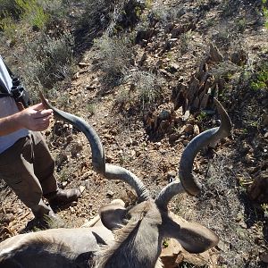 Kudu Hunt in South Africa