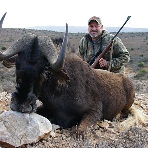 Hunting South Africa Black Wildebeest