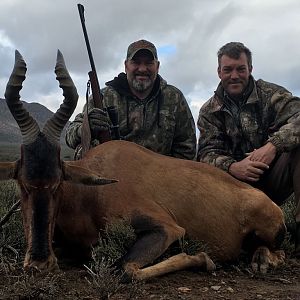 Red Hartebeest Hunting in South Africa