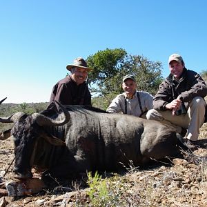 Blue Wildebeest Hunting in South Africa