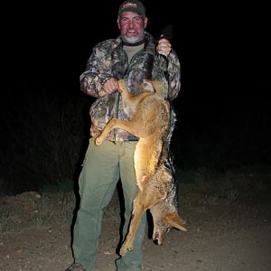 South Africa Jackal Hunting