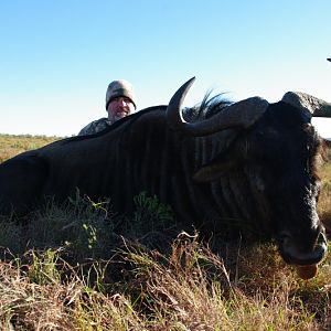 Blue Wildebeest Hunting in South Africa