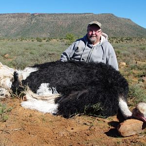 Hunting Ostrich South Africa