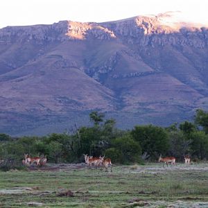 Lechwe Grazing