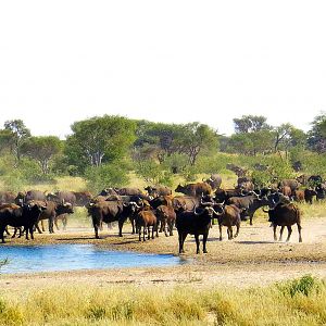 Buffalo at waterhole....never tire of seeing these powerful animals