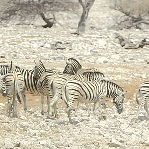 Visiting Etosha with Leopard Legend Hunting Safaris