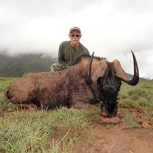 Hunting Black Wildebeest