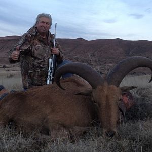 Aoudad Sheep Hunting