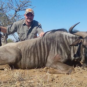 Blue Wildebeest Cull Hunting in South Africa