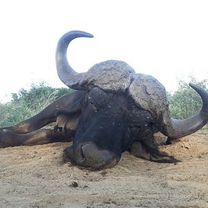 Hunting Buffalo in South Africa