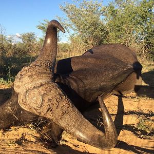 Hunting Buffalo in South Africa