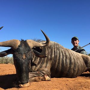 Blue Wildebeest Hunting in South Africa