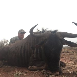 Blue Wildebeest Hunting in South Africa