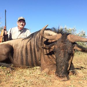 Blue Wildebeest Hunting in South Africa