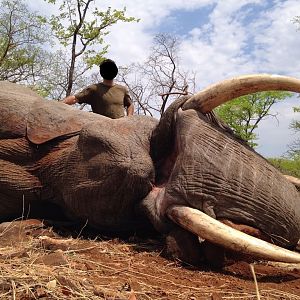 Elephant Hunting Zimbabwe