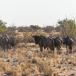 Blue Wildebeest