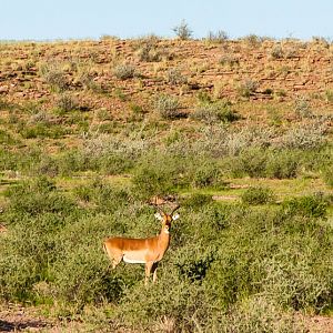 Impala