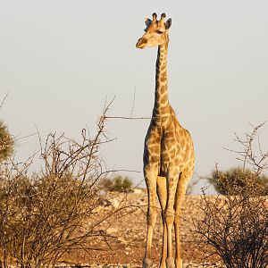 Giraffe