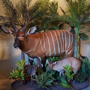 Bongo & Duiker Combo Full Mount Taxidermy