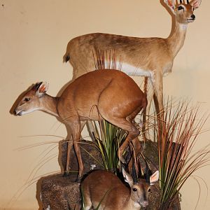 Steenbok & Duiker Combo Full Mount Taxidermy