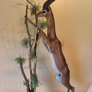 Gerenuk Full Mount Taxidermy