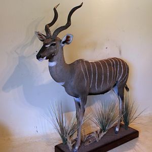 Lesser Kudu Full Mount Taxidermy