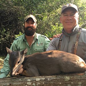 Blue Duiker