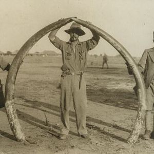 Elephant Tusks