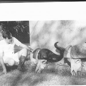 Pat Hemingway with two of his buffalo - strong ones