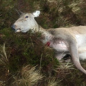 Spean Bridge Scotland - Red Hind