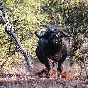 Cape Buffalo Charge