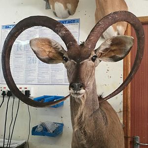 Unusual Kudu Trophy