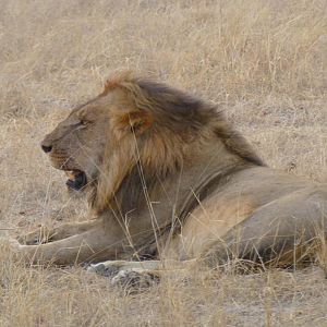 Lion Zimbabwe Wildlife