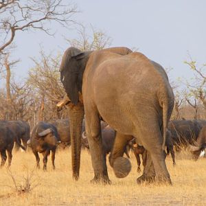 Elephants Zimbabwe Wildlife