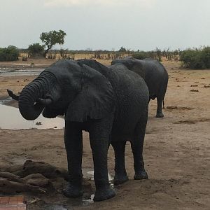 Elephants Zimbabwe Wildlife