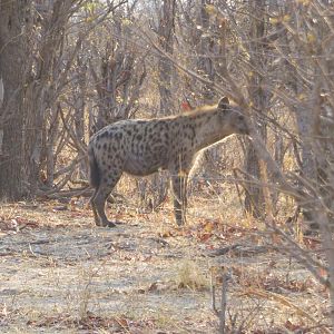 Spotted Hyena Zimbabwe Wildlife