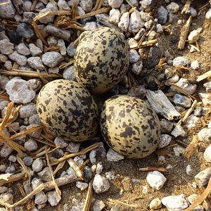 Zimbabwe Wildlife - Eggs