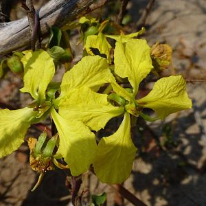 Zimbabwe Plant life