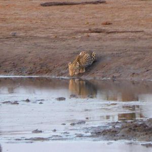 Leopard drinking water during day light Zimbabwe Wildlife