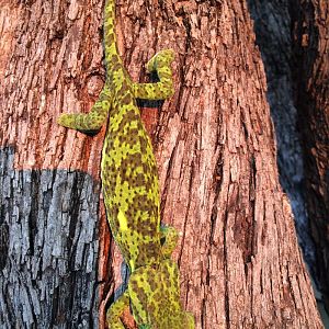 Zimbabwe Nature Chameleon