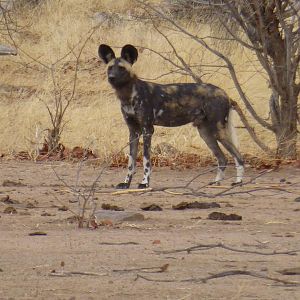 Zimbabwe Wildlife African Wild Dog